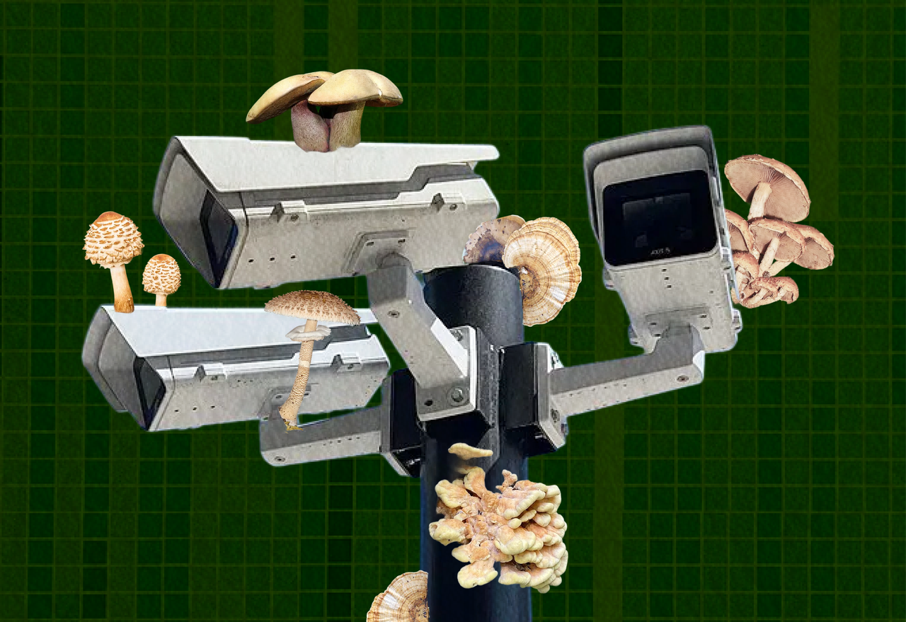 This image depicts clusters of various mushrooms growing on a network of surveillance cameras against a dark green textured background.