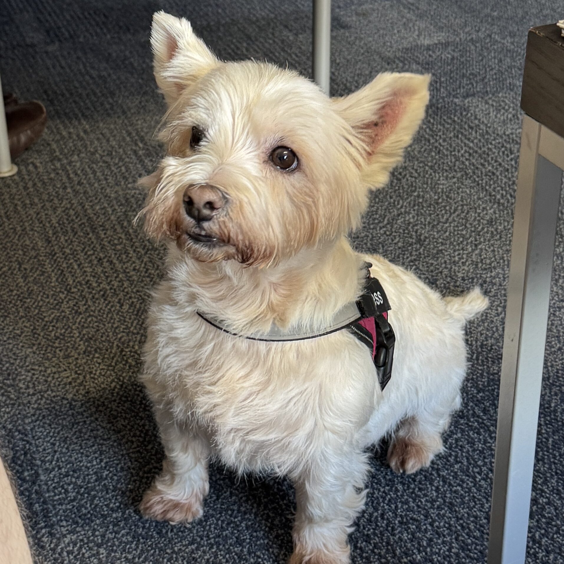 A small white dog sitting in a community room