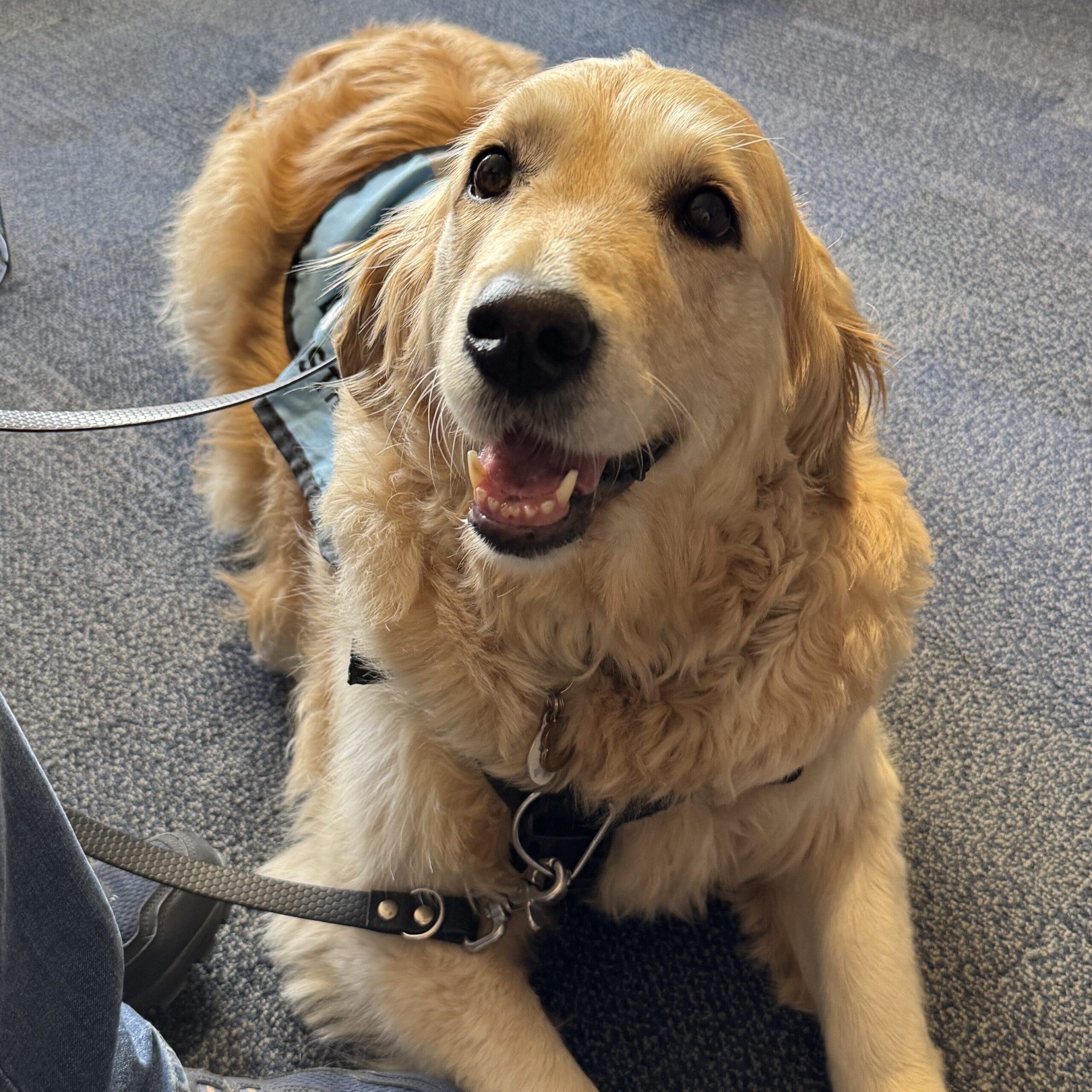 A golden retriever lying on the floor and smiling